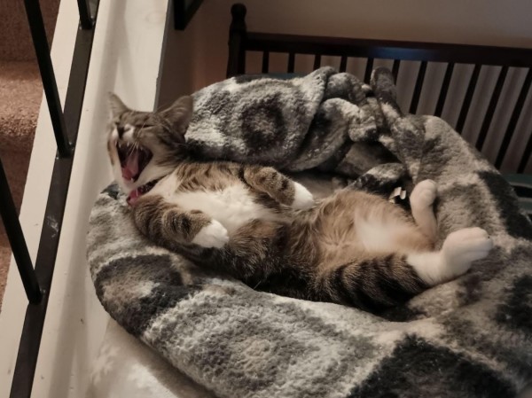 A 1 year old tabby cat with white markings is lying upside down on her favorite grey and white blankets on top of a small cat tower.  Her little white paws are in the air.  Her mouth is open wide in a big yawn.