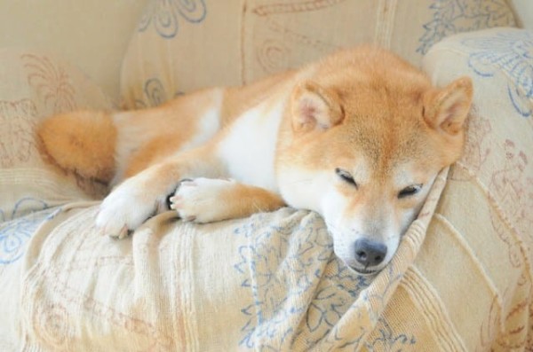 a random shiba from shibes.lol