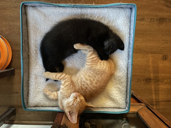 Black kitten and orange tabby kitten sleeping on kitty bed