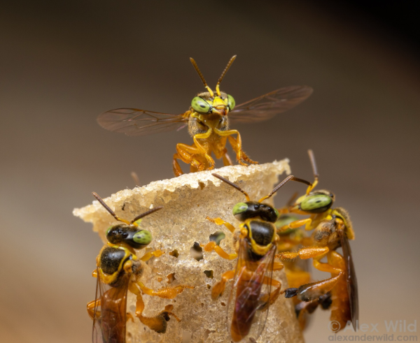 Photograph of a magnificent orange insect with green eyes and widely spread clear wings emerging from a flaring wax tube, with three other bees appearing to look up at her.