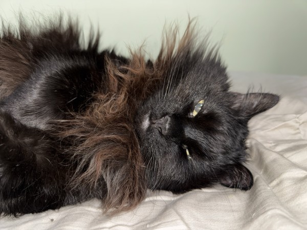 A black cat resting on a light-colored surface with its eyes partially open.