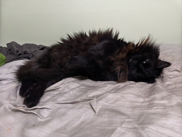 A fluffy black cat lying on a bed with light-colored sheets, looking relaxed and cozy.