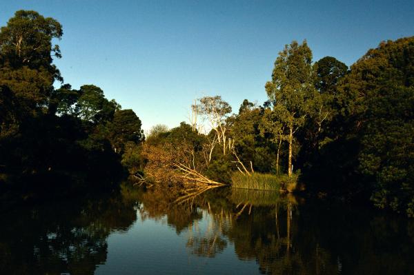 lake, Ringwood Lake, afternoon sunlight, Golden Hour, golden sunlight, still water, reflections, blue sky, trees