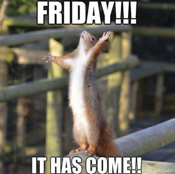 Picture a red squirrel standing upright stretching his arms out on the top of a wooden fence welcoming the day!
Caption reads : “FRIDAY!!! IT HAS COME!!”