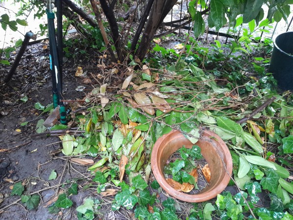 Our "small critter shelter" is just a pile of sticks and leaves.