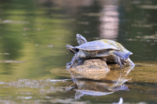 A pair of turtles on a rock in the water, the near one is stretching out its back legs. 