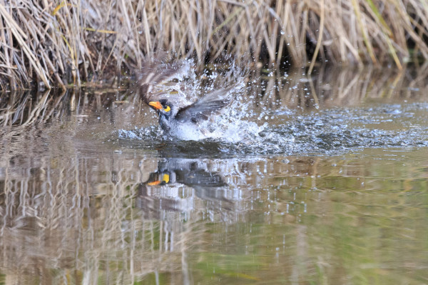 A grey bird, splashes down in to the lake surface, then scrambles to take flight again. This is part of its bathing routine. 