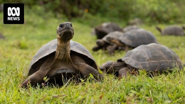 Hundreds of giant tortoises return to Galápagos Islands decades after near-extinction of species