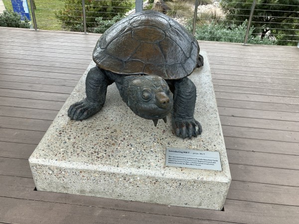 An oversize bronze sculpture of a turtle, seen from face on. The pediment has a plate which reads “Introducing MRT - pron. Mr T
This oversized bronze sculpture of a male Mary River Turtle was commissioned by Fraser Coast Regional Council and created by Cezary Stulgis, a Maleny based visual artist.
His name stands for Mary River Turtle.”