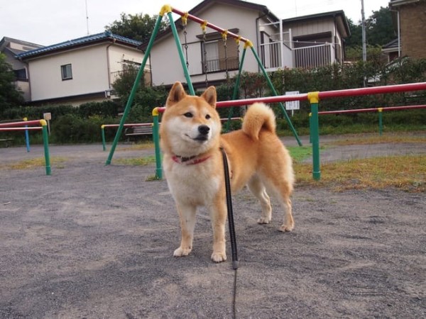 a random shiba from shibes.lol