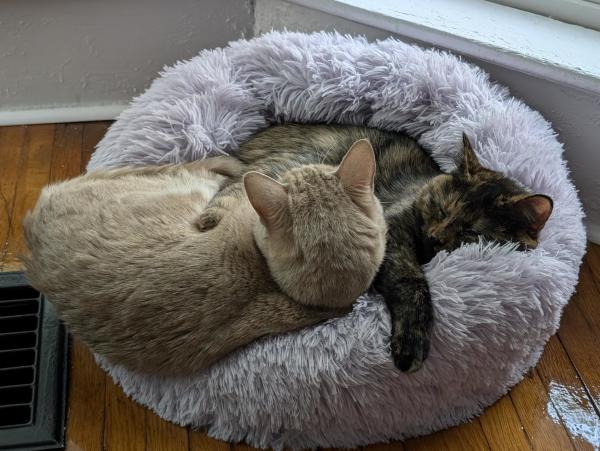 Two kittens sharing a cat bed, one of them is falling out