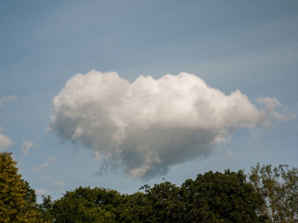 Photo of a rotund cloudjust barely above a line of dark green tree tops.