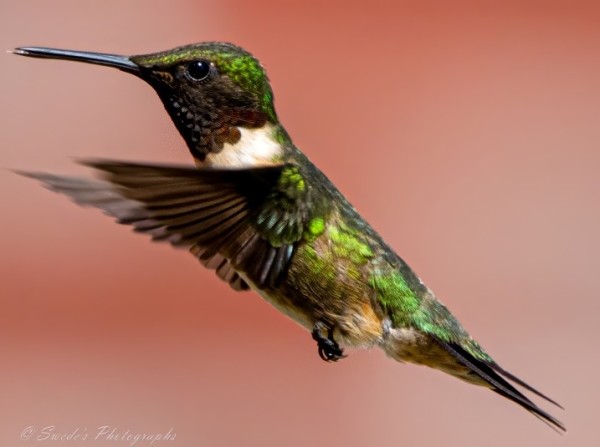 "In this captivating photograph, a ruby-throated hummingbird is frozen in mid-flight. Its iridescent emerald plumage catches the light, while patches of white adorn its body. The bird’s head and throat exhibit a darker coloration, creating a striking contrast. The wings are slightly a blur of rapid movement, emphasizing the hummingbird’s agility. Against a smooth gradient of warm tones, the main subject—the hummingbird—takes center stage, showcasing its vibrant colors and dynamic flight." - Copilot with edits

"The Ruby-throated Hummingbird is a small hummingbird with a slender, slightly downcurved bill and fairly short wings that don’t reach all the way to the tail when the bird is sitting. Ruby-throated Hummingbirds are bright emerald or golden-green on the back and crown, with gray-white underparts. Males have a brilliant iridescent red throat that looks dark when it’s not in good light." - allaboutbirds.org