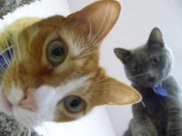 Close-up of an orange and white cat with wide eyes and a gray cat with a blue collar in the background.