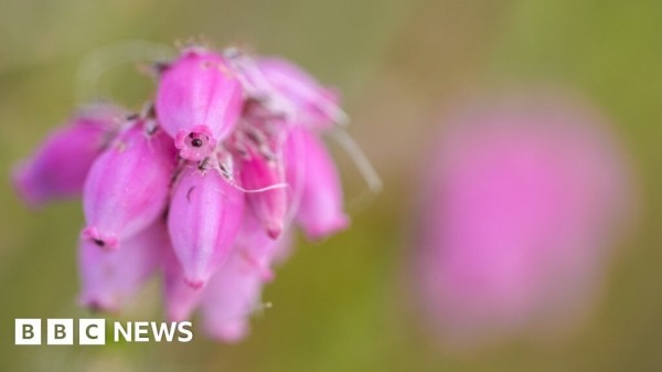 Scotland's Flow Country wins Unesco world heritage listing - BBC News