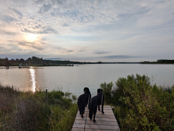 Photo of a calm morning sunrise over Harris Creek yellow sun rising low to the left behind a low broken grey cloud deck. Marsh is green and ready for the day. Creek water is rippled and reflects the sun with a bright sun streak, the sky and clouds.
In the foreground Miles and Jon two black Flat-Coated retrievers stand on the wood walk looking out for interesting waterfowl.