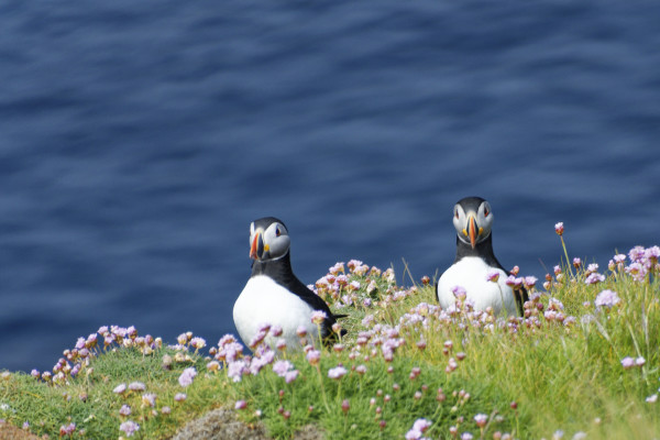 Two Atlantic Puffins sitting on the grass, with pink flowers around them. The background is a blue body of water.