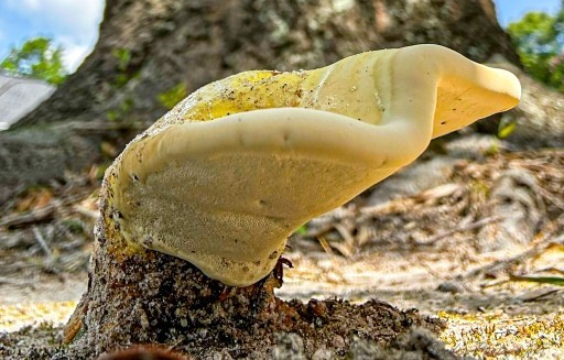 "The photograph captures a fungus associated with tree decay. The fungus appears to be growing up from the soil below, surrounded by natural greenery and soil. Its texture is intricate, with delicate filaments and possibly spore-bearing structures. The coloration ranges from pale cream to earthy brown. Its shape is rather like the shell of a clam attached to a thick arm reaching up from beneath the soil. This image provides a glimpse into the fascinating world of wood-decay fungi, essential for ecosystem health." - Copilot with edits 