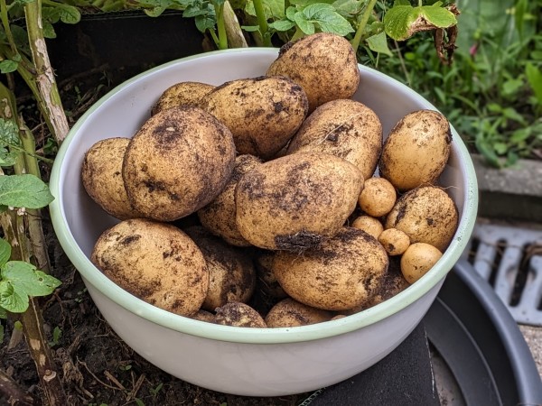 Hellgelbe Kartoffeln mit schwarzem Erdanhaftungen in einer weißen Schüssel