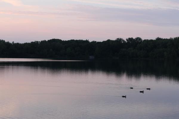 Landscape photo of 4 ducks swimming in a pond, the ducks are are the right of the photo swimming right. There are trees in the background with a grayish-blue sky