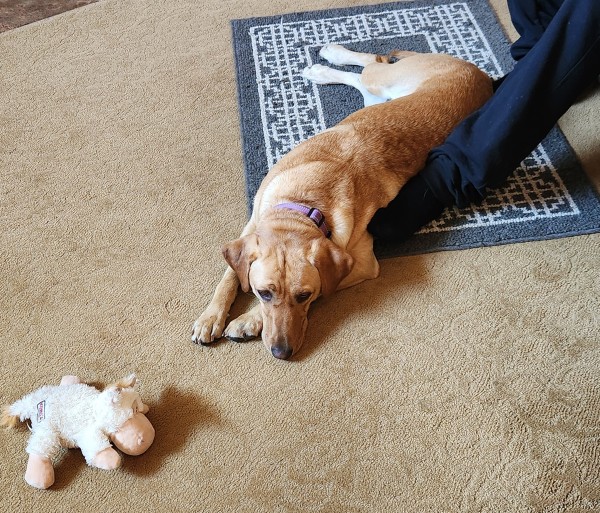 Golden Labrador retriever laying on a patterned rug and a sock clad foot. She still has her white to cow close.