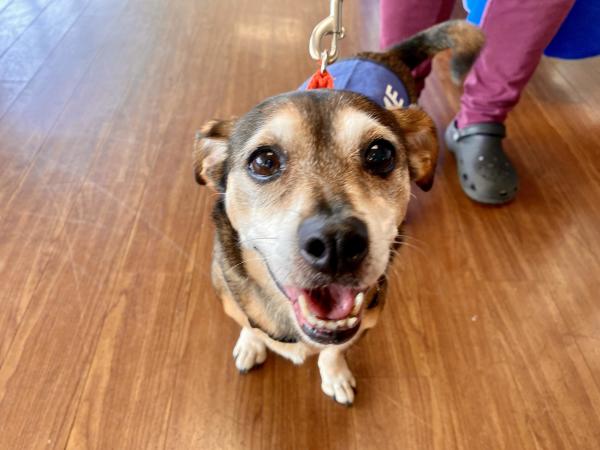 Jasmine, a cute chuweenie with a graying muzzle. Close up. 