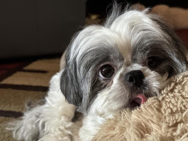 A Shih Tzu with white and gray fur laying on a beige rug, looking at the camera with its tongue slightly sticking out.