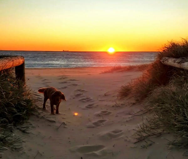 Golden cocker spaniel silhouetted against the rising sun on the beach in Wollongong. It's a clear sunrise and the horizon glows orange, fading to yellow