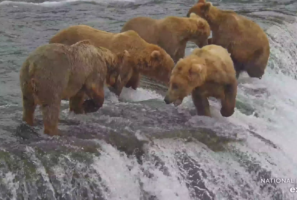 Six brown bears on top of the falls in a bit of a disagreement 