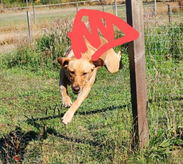 Golden Labrador retriever jumping a short fence, she is in mid-air and has added hand drawn red cape.