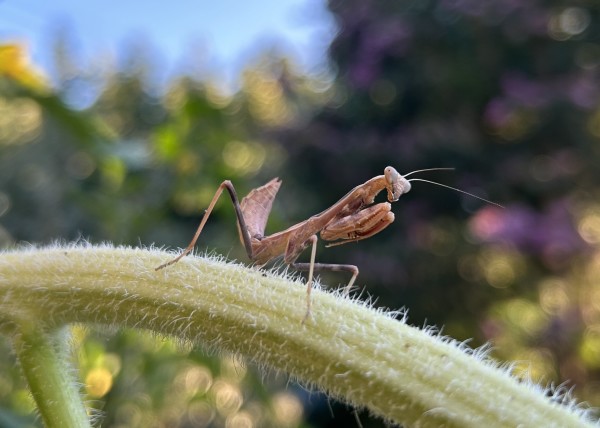 A brown and tan female Praying mantis standing atop the curved stem of a sunflower, in the background are trees.