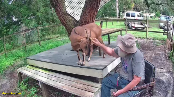 A man sits in a wheelchair next to a deck that surrounds an old oak tree. Standing on the deck, a brown goat with horns, her head lowered toward the man as he brushes between her horns with an old orange hairbrush.