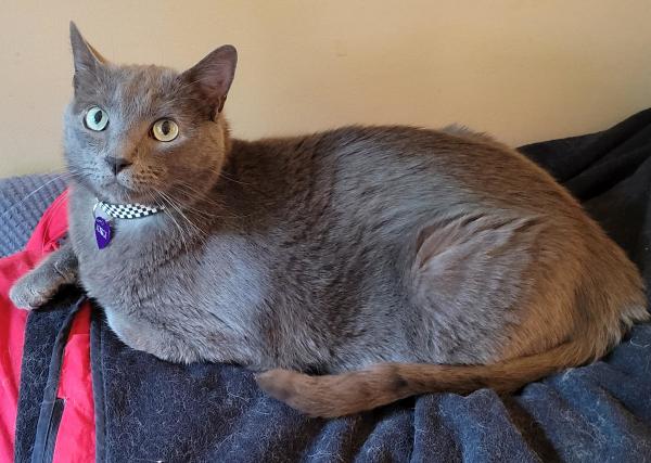 Jorge, a solid grey cat, lounging on a blanket on the back of the sofa.