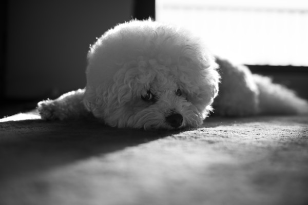 George (fluffy little dog) lying in a patch of window sun. 