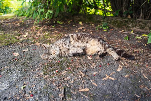 A very cute cat lying on tarmac in a driveway and looking very content.