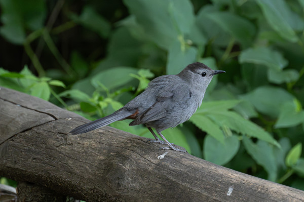 A right profile view of a catbird perched on a low railing made from a bare log. There are bushes in the background.