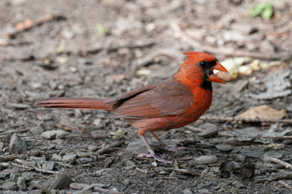 The cardinal has a good-sized peanut in its beak. The ground is basically bare.