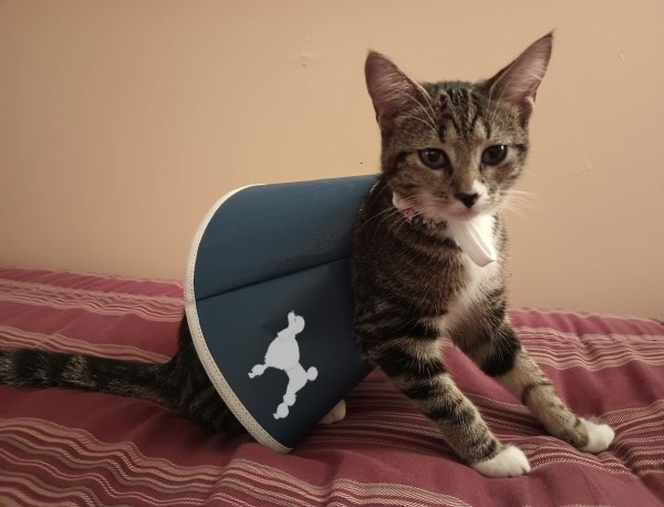 A young tabby cat with white markings is sitting on a red and gold blanket.  She is wearing a blue post-surgical skirt with a white poodle decoration on it.