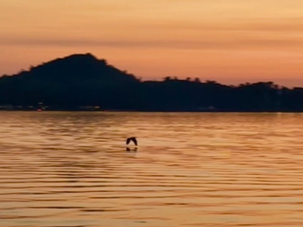 Bird flying over calm water during sunset, with a silhouette of a hill in the background.