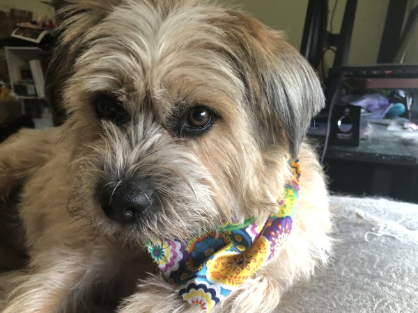 A light tan, scruffy terrier lays on a greyish surface. She has a bandana patterned with bright colors. She looks adorable, but possibly also annoyed. 