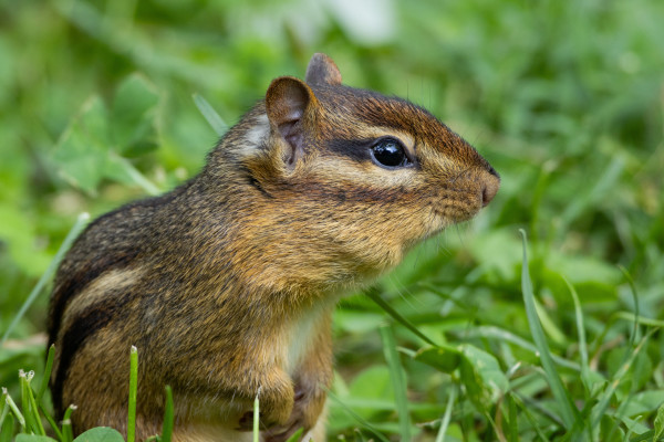 a close up shot of an eastern chipmunk in profile as its sits upright in some green grass. they are a small brown and black rodent with stripes running down their back, stripes around their big black eyes and little upright fuzzy ears