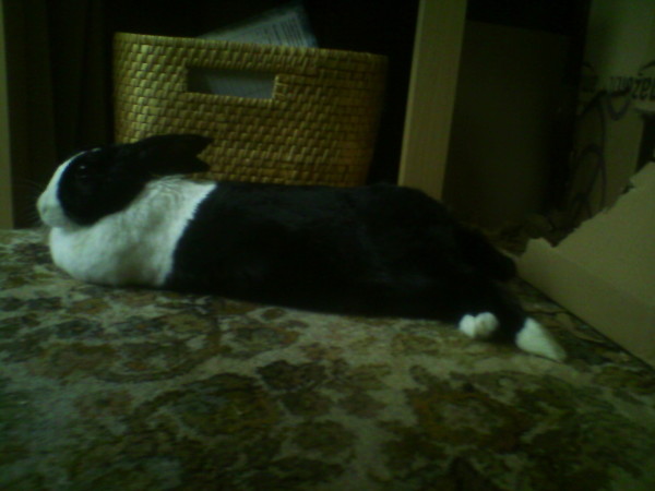 A Black and white Dutch rabbit facing to the left and lying on her belly. Her ears are low over her back and relaxed. Her front paws are tucked under her and her back feet are sticking out to her left towards the camera and slightly stretched out behind her. Her tail is a black extension just above her back legs.