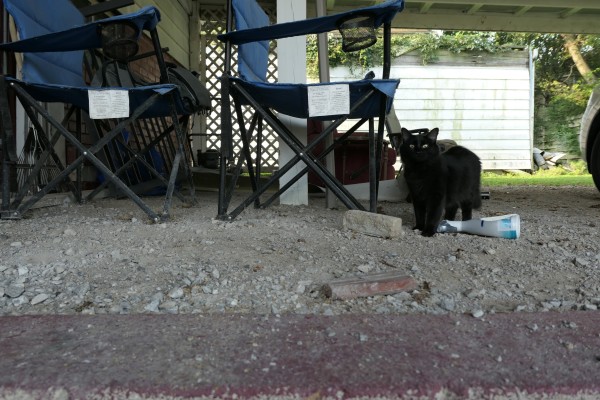 A photograph of a black female cat called Alison who is standing in the car port looking directly at the camera.