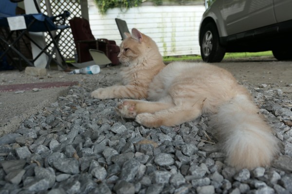 A photograph of a long haired pale orange tom cat named Unknowable Squares who is lying in the carport with his gaze averted from the camera and looking elsewhere.