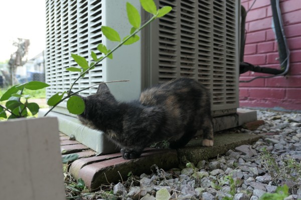 A small female kitten with tortoise shell fur and slate colored eyes who is peeking around an air conditioning unit fan outside in the car port. Her name is Bobbins.