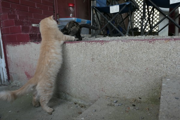 A photograph of a long haired pale orange tom cat named Unknowable Squares who is standing with his paws on a retaining wall in the carport where a small female kitten with tortoise shell fur is standing. Her name is Bobbins.