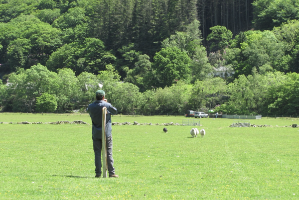 Bright, bright sunny landscape - green field in the foreground, green trees as a backdrop. In the field is a marker post with a farmer standing by it, his back to the camera. Three sheep are being brought in his direction by a collie, working low to the ground behind the sheep.