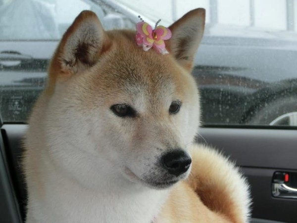 a random shiba from shibes.lol