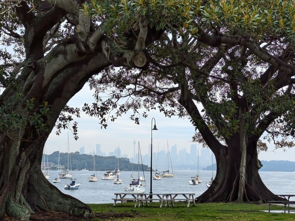 Sydney's metropolitan skyline seen across Port Jackson through two Moreton bay fig trees 