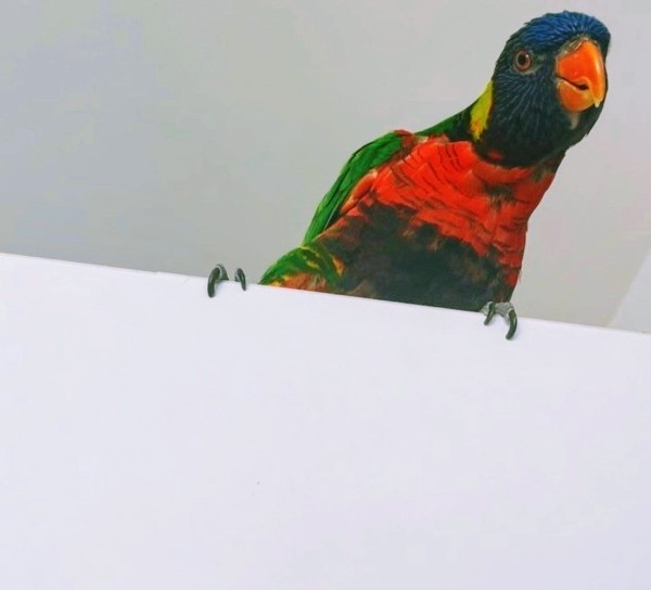 Wild rainbow lorikeet visitor looking down at me from the top of the bedroom door as I struggle with a fitted sheet. He looks very attentive and curious.